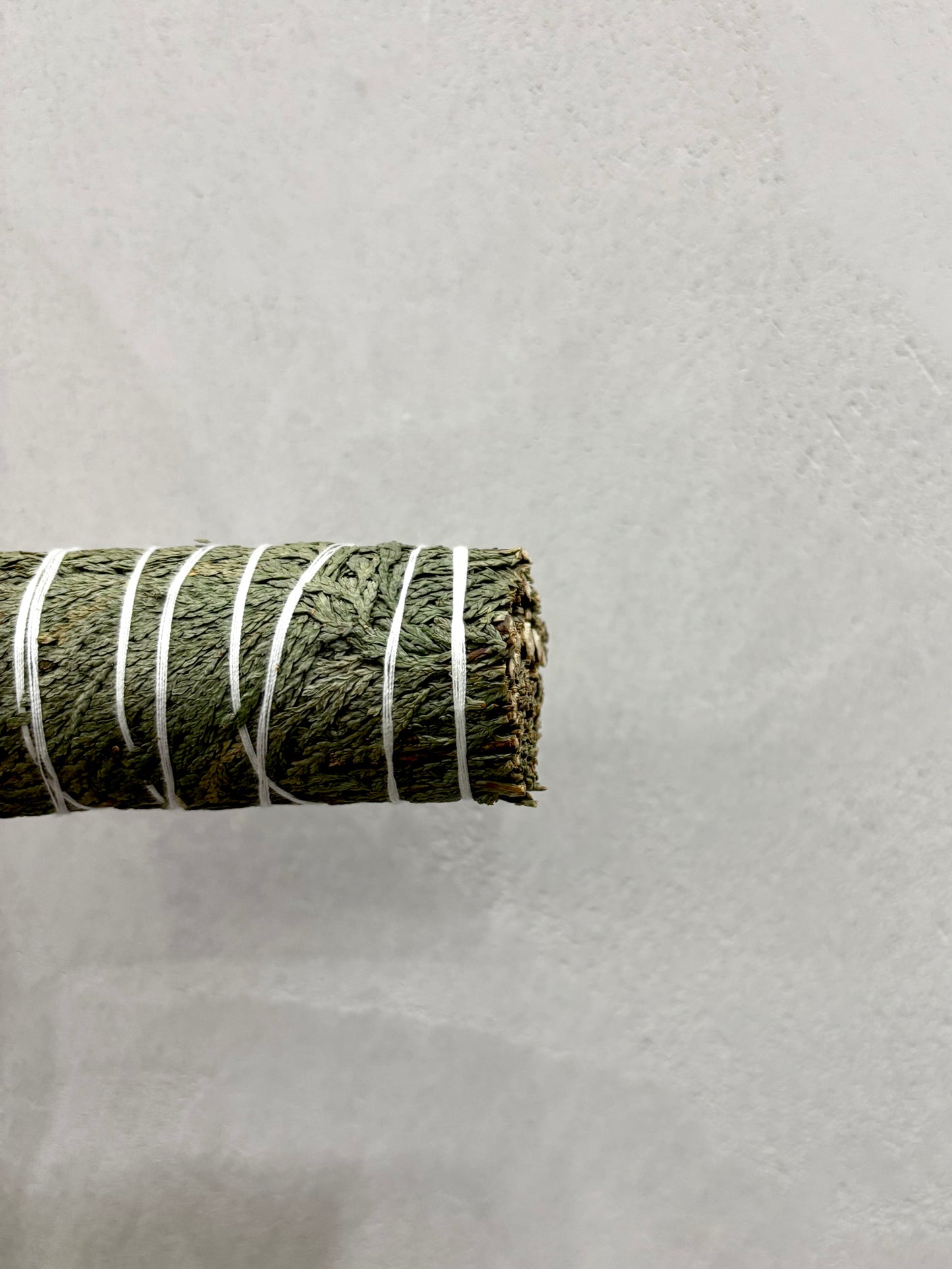 Wild Forest Cedar