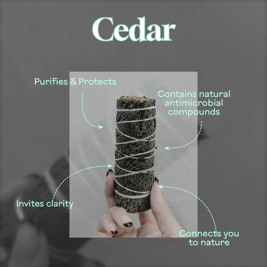 Wild Forest Cedar