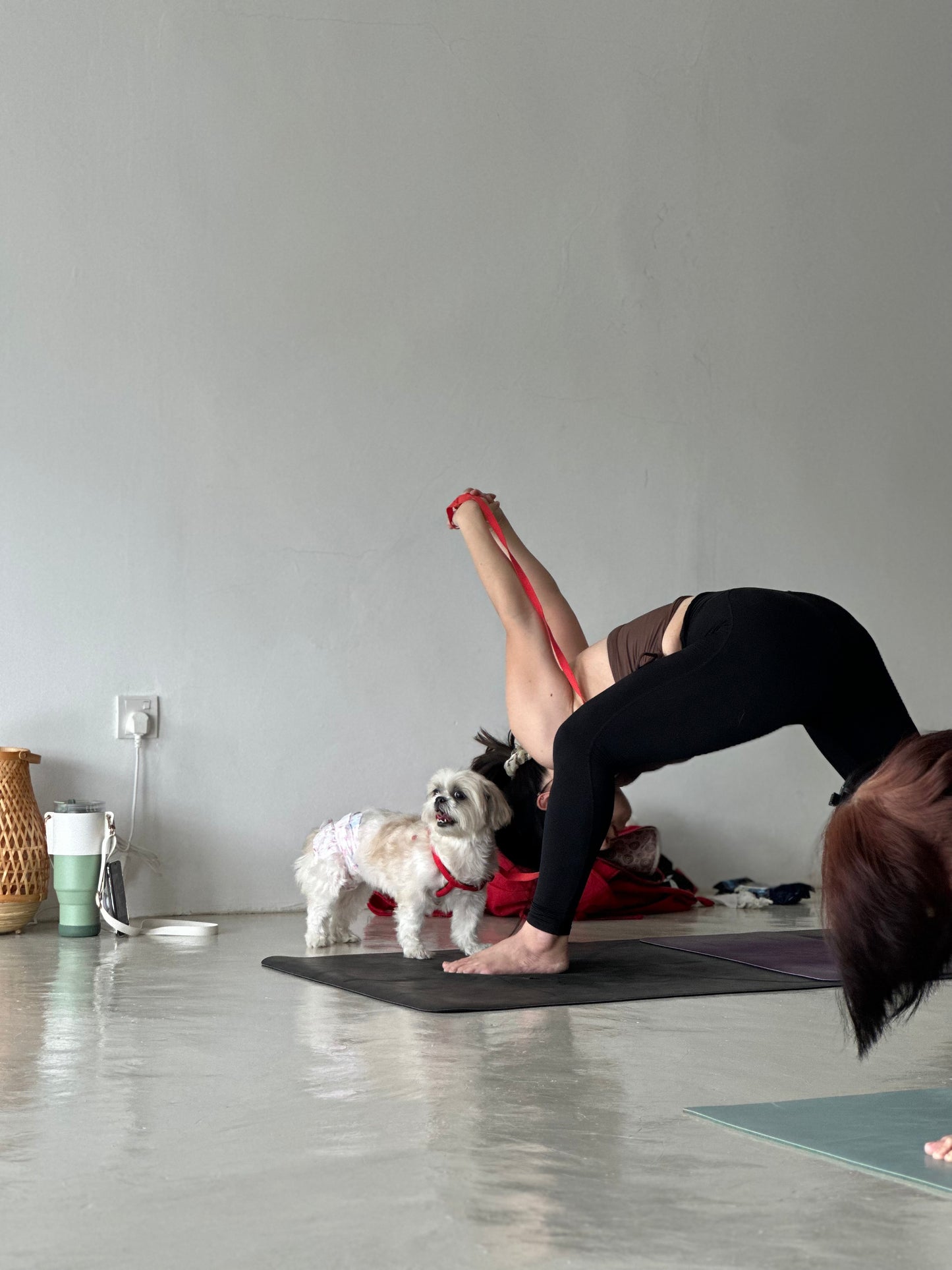 Dog Yoga For A Cause x Voice for Paws